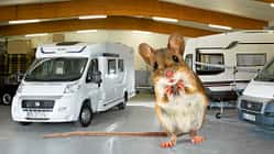 Schutz vor Ungeziefer