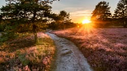 Lüneburger Heide 