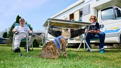 f_Katzen_im_Reisemobil_Aufmacher