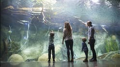 Leipzig, Zoo, Familie, Kinder, Eltern, Aquarium, Panoramabecken Familie, Kinder, Eltern, Aquarium, Panoramabecken
