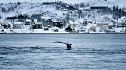Wal, Whale-Watching, Norwegen, Tromsø i_ Tromsø_Whale-Watching