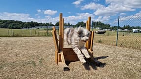 Walkyrien Hund 2, Parkour, Training