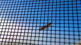 i_Insektenschutz_Plissee
