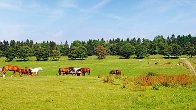 Pferdekoppel in der Nähe von Clausthal-Zellerfeld.
