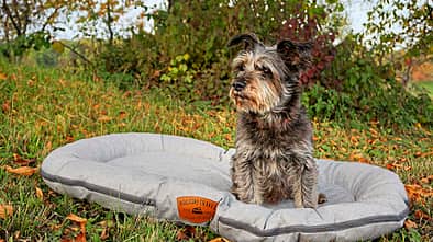 Hundezubehör Wohnmobil