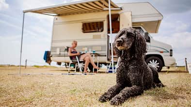 Alkoven mit Hund