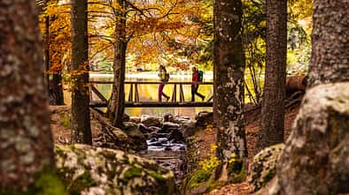 Feldberg - Schwarzwald - Herbst