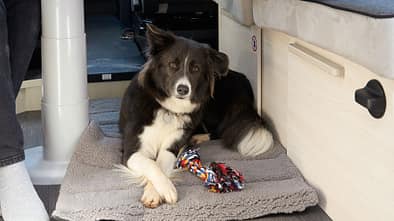 Reisen mit Hund Wohnmobil