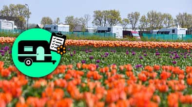Belgien, Niederlande, Luxemburg, Bluemen, Reise Benelux im FrŸhling Tulpen