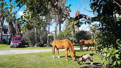 Campingplatz, Pferd, Campingbus, Bäume