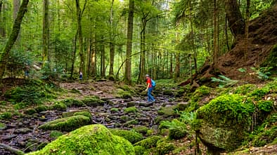 Schlucht, Wald, BŠume, Wurzeln, Steine, Menschen, Wandern Schlucht, Wald, BŠume, Wurzeln, Steine, Menschen, Wandern
