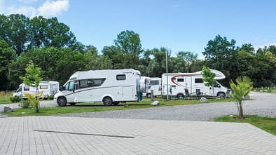 Kenzingen, Bäume 
