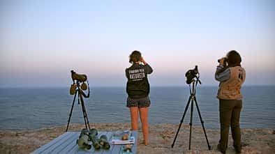 Vogel, Birdwatching, Naturerlebnis Birdwatching Portugal f