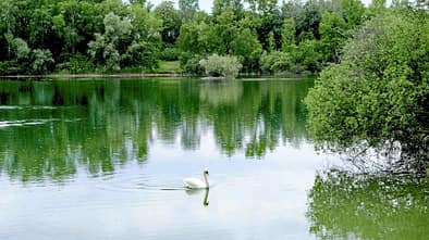 Badesee mit Schwan