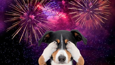 Purple Firework celebrate anniversary happy new year 2025, 4th of july holiday festival. Purple firework in night time celebrate national holiday. Violet firework Countdown to new year 2025 festival