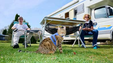 f_Katzen_im_Reisemobil_Aufmacher