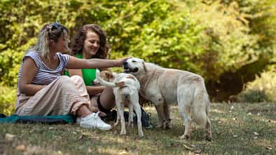 Hund, Camping, Regeln, Symbolbild