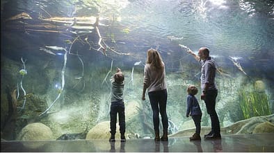 Familie, Kinder, Eltern, Aquarium, Panoramabecken