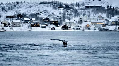 i_ Tromsø_Whale-Watching