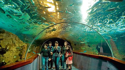 Das besondere Ziel, Donostia-San Sebastián, Aquarium, Ozeanium Faszinierendes Ozeanium unter dem man durch einen Glastunnel laufen kann.