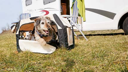 Hund, Wohnmobil, Hundebox, Haustier Hundebox
