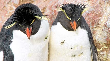 Isla Pingüino, Argentinien: Felsenpinguine sind hier nicht scheu. Isla Pingüino, Argentinien: Felsenpinguine sind hier nicht scheu.