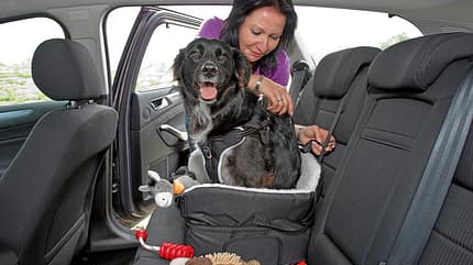Mit Hilfe von Schnallen wird der Autositz für Hunde an der Rückbank angebracht.