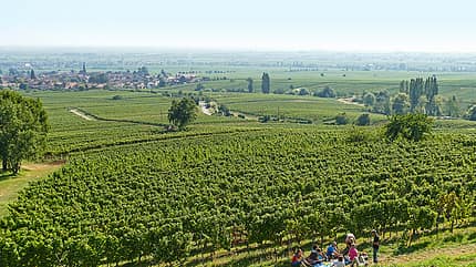 Pfalz, Picknick mit Aussicht, Picknickplatz, Weinberge, Villa Ludwigshöhe, Rheintal Direkt in den Weinbergen wenig unterhalb der Villa Ludwigshöhe – mit Ausblick auf das Rheintal.