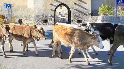 camping, stellplatz, vinschgau, italien Vinschgau Kühe in Glurns