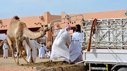 Oman, abenteuer, campen, camping, arabische halbinsel, sultanat, geländewagen, dachzelt Oman