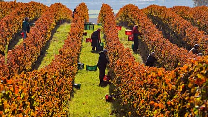 marken, italien, strand, wein, tour Weinberge
