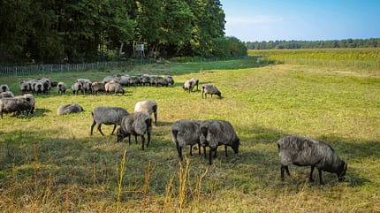 Lüneburger Heide,Reise,Mühlen Südheide Reise