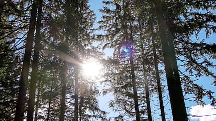 Schwarzwald, Reise, Wohnmobil, Baden-Württemberg, Mobiltour, Wald, Berge, Tradition Schwarzwald Wohnmobil-Reise
