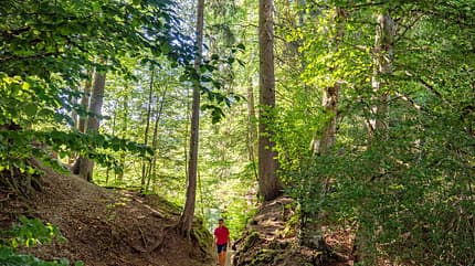 Schwarzwald, Reise, Wohnmobil, Baden-Württemberg, Mobiltour, Wald, Berge, Tradition Schwarzwald Wohnmobil-Reise