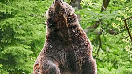 Wandern, Kinder, Familie, Tierfreigelände Tierfreigelände Neuschönau