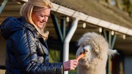 Alpaka, Camping Zonneveld Camping Zonneveld