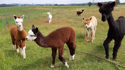 Alpaka Farm Inti Alpaka Farm Inti
