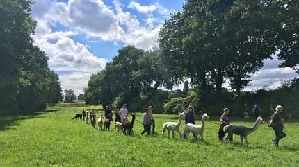 Alpaka, Daniels kleine Farm Daniels kleine Farm
