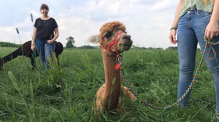 Alpaka, Daniels kleine Farm Daniels kleine Farm