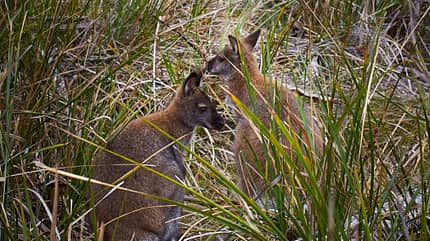 Bruny Island, Tasmanien