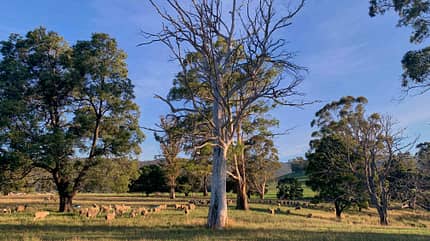 Columbia Falls Camp, Tasmanien