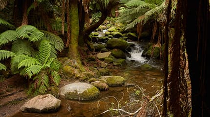 Columbia Falls Camp, Tasmanien