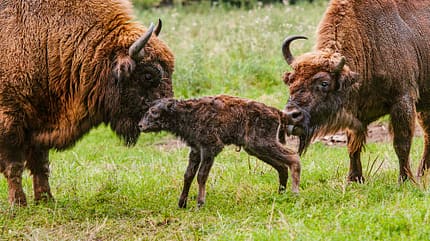 Wisentgehege Springe, Reiseziel, Camping, Safari Parks Wisentgehege Springe