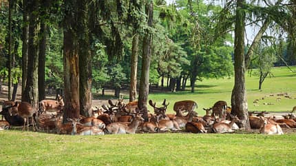 Wildpark Johannismühle, Reiseziel, Camping, Safari Parks Wildpark Johannismühle