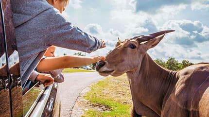 Safariland Stukenbrock, Reiseziel, Camping, Safari Parks Safariland Stukenbrock