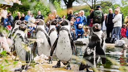 Tierpark Sababurg, Reiseziel, Camping, Safari Parks Tierpark Sababurg