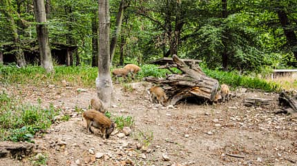 Wildgehege Moritzburg, Reiseziel, Camping, Safari Parks Wildgehege Moritzburg