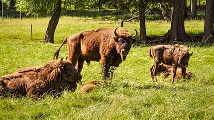 Wildpark Gersfeld, Reiseziel, Camping, Safari Parks Wildpark Gersfeld