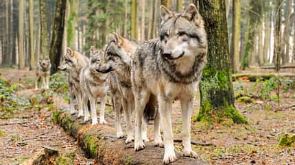 Wildpark Poing, Reiseziel, Camping, Safari Parks Wildpark Poing