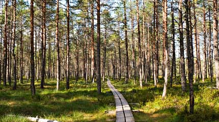 Reise, Baltikum, Campingbus, Ostsee, Estland, Lettland, Litauen Campingbus-Reise Baltikum